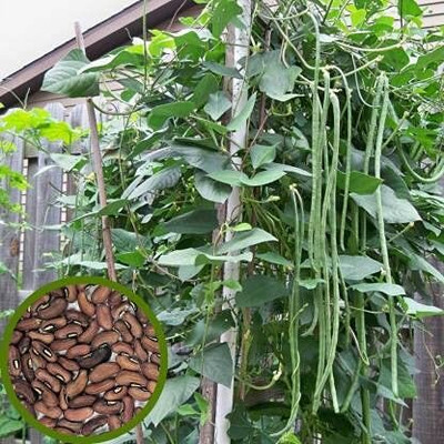 CRGO BEANS Seed(20 per packet)