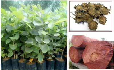 the green dotcom Red sandal seeds original/Red sandalwood seeds Seed(19 per packet)