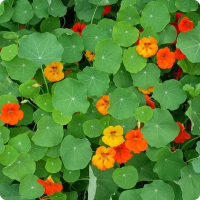 Aywal Nasturtium Mix Color Flower Seed(17 per packet)