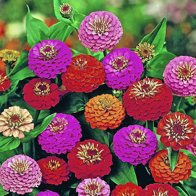 Avysa Zinnia Lilliput Mix Seed(15 per packet)