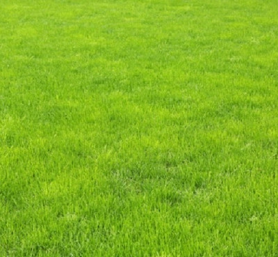 BDSresolve hybrid bermuda grass seed/best bermuda grass seed/bermuda grass seeds Seed(14500 per packet)