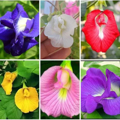 usdeepar retail Aparajita Seed (32 per packet) Seed(32 per packet)