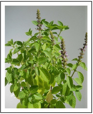 VibeX ® XLR-26 Basil - African Blue Seed(1000 per packet)