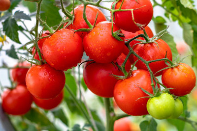 ujjaiseeds tomato Seed(100 per packet)
