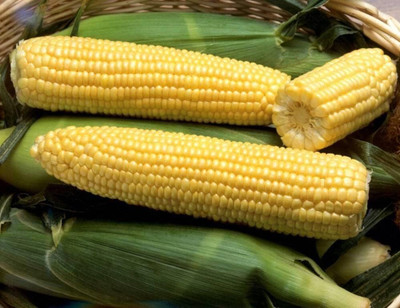 WILLVINE SYN -XII Sweet Sugar Corn Non GMO-[500g] Seed(2000 per packet)