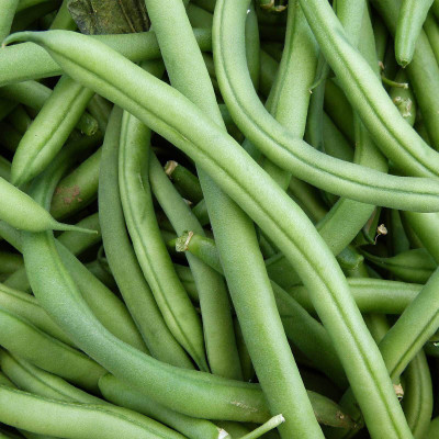 Quentova French Beans Vegetable-XIL-8P Seed(50 per packet)