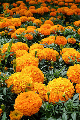 ME Traders marigold/gende ka phool flower seeds Seed(50 per packet)