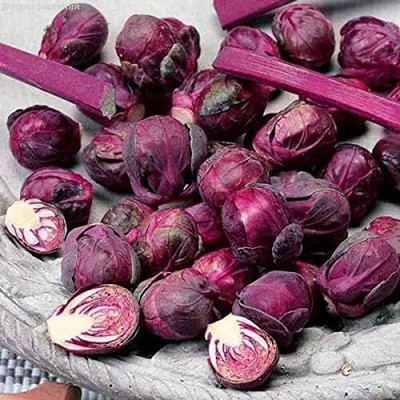 WILLVINE PUAS -VI Brussel Sprouts Seeds Red Ball [25g] Seed(7500 per packet)