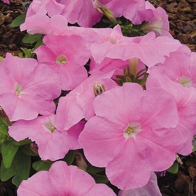 Quentova Mambo Sweet Pink Petunia-VISHVA-3B Seed(100 per packet)