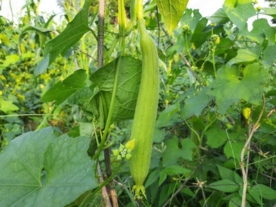 KNESSiN F1 Hybrid Sponge Gourd Jaipur Long Seeds For Kitchen Gardening (200 Seeds) Seed(200 per packet)