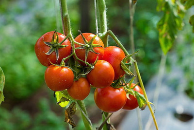 ALPHONSO MANGO TREE tomato Seed(150 per packet)