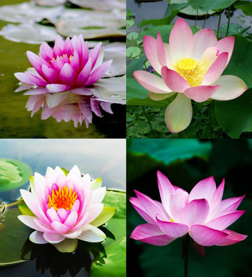 ibains Lotus seeds for planting beez 5 Seed(5 per packet)