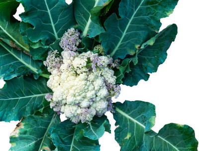Nature Vit white cauliflower,gobhee seeds Seed(40 per packet)
