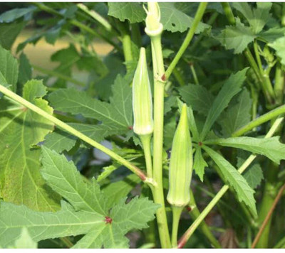 greenfarm NXC- Okra Seeds / Bhindi Seeds/ Best Quality, 150 X Seeds, ccj16 Seed(150 per packet)