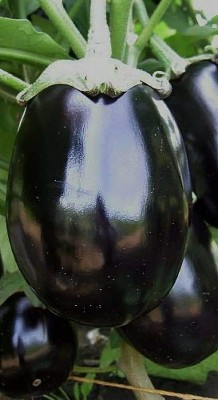 CYBEXIS Eggplant Brinjal Black Beauty Seeds Vegetable Original2400 Seeds Seed(2400 per packet)