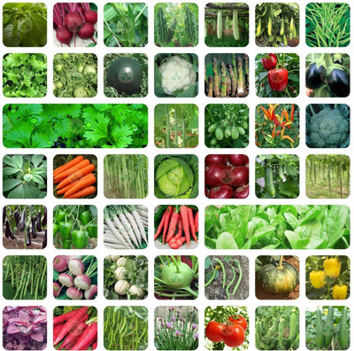 Aero Seeds Variety of Vegetable with Instruction Manual Seed(45 per packet)