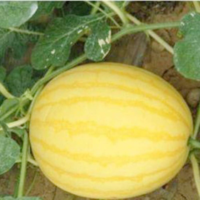 WILLVINE Yellow-Skinned Watermelon Seeds, Delicious and seedless -[50 Seeds] Seed(50 per packet)