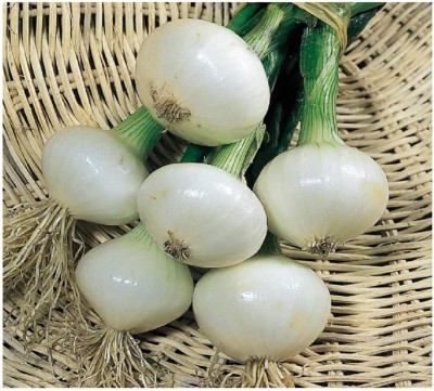 KNESSiN Onion Pickling - Paris SILVERSKIN -{1200 Seeds} Seed(1200 per packet)