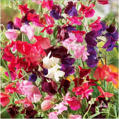 Qualtivate RES-7A Heirloom Sweet Pea Mixed Seeds Seed(200 per packet)