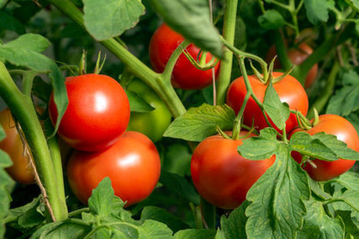 Sae Fashions tomato Seed(55 per packet)