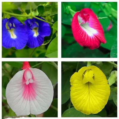 SeedsVally Aprajita Shankhpushpi Hybrid Butterfly Pea Seeds Medicinal Flower seeds 20 seed Seed(20 per packet)