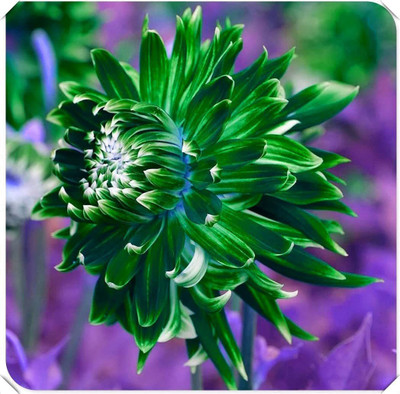 CYBEXIS Planting Import dahlia Flower Seeds Seed(1 g)