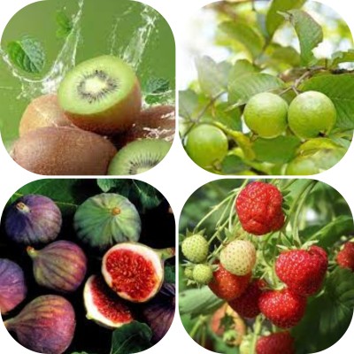 seedx Hybrid Kiwi, Strawberry, Guava, Anjeer, Combo Pack Seeds, Mega Combo Pack Seed(64 per packet)