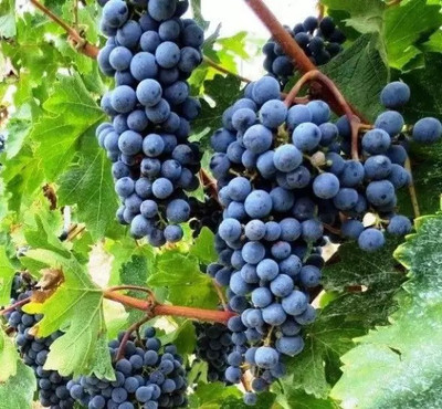 Aro Black Grapes Seed(55 per packet)