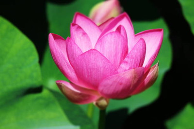 Kapebonavista lotus,kamal gatta Seed(14 per packet)