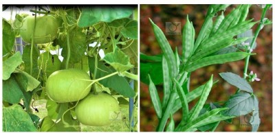 STOREFLIX bottle gourd round - cluster bean Seed(100 per packet)