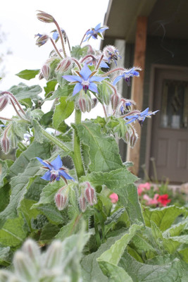 VibeX LX-47 - Blue Borage Herb - (150 Seeds) Seed(150 per packet)