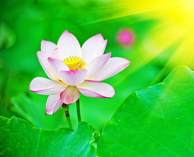 MSG lotus,kamal gatta Seed(10 per packet)