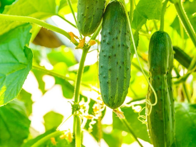 Cloud Farm Cucumber seed Seed(20 per packet)