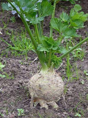VibeX VVI-21 - Celeriac Giant Prague Celeriac - (2250 Seeds) Seed(2250 per packet)