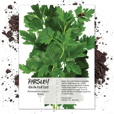 CYBEXIS NDIR-17 - Parsley - Evergreen - (250 Seeds) Seed(250 per packet)