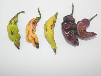 Biosnyg Hybrid Pink Tiger Chilli Vegetable Seeds For Gardening-(400 Seeds) Seed(400 per packet)