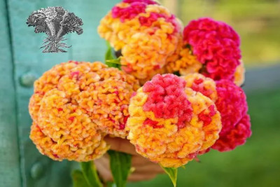 UGRA VARIEGATED COCKSCOMB Seed(20 per packet)