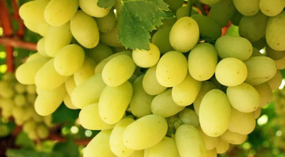 Quentova Extra Sweet green grapes-PAUS-2F Seed(50 per packet)