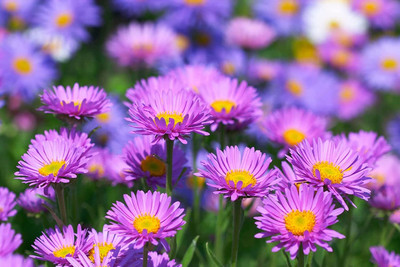 Aywal Aster Seed(60 per packet)