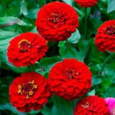 BDSresolve zinnia plant seeds pack of 26 Seed(26 per packet)