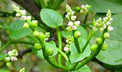 CYBEXIS LX-64 - Malabar Spinach - (250 Seeds) Seed(250 per packet)