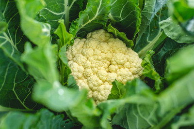 KOLKATA ORCHID ONLINE white cauliflower,gobhee seeds Seed(25 per packet)