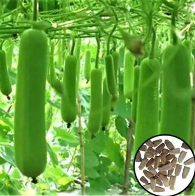 Greenfall Long Bottle Gourd Seeds for Gardening Enthusiasts (15 Seeds) Seed(15 per packet)