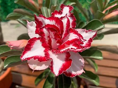 CRGO ADENIUM Seed(50 per packet)