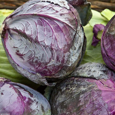 CYBEXIS Red Purple Cabbage Seeds 2000 Seeds Seed(2000 per packet)