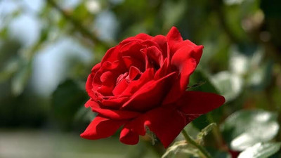 Khushi Prova red rose beautiful flower hybrid seeds 1-packet Seed(55 per packet)