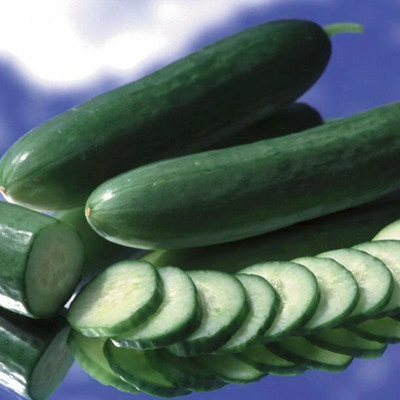 Quentova Cucumber Intimidator F1 Seed-UK-11H Seed(250 per packet)