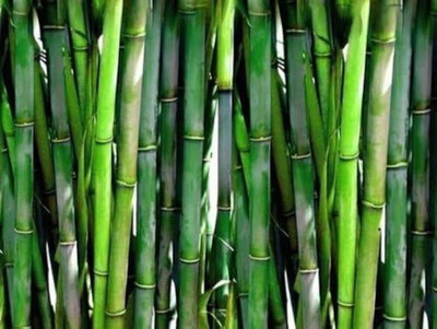 wequality bamboo seeds hybrid/bamboo seeds 30 Seed(30 per packet)