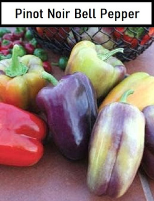 KNESSiN Organic Pinot Noir Capsicum Seeds For Kitchen Gardening-(100 Seeds) Seed(100 per packet)