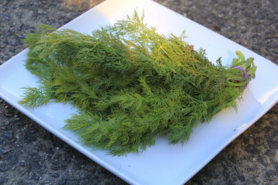 Quentova Dill Soya Herb Anethum graveolens-VOX-2P Seed(300 per packet)